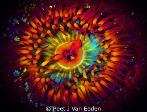 Sea anemone in False bay Cape Peninsula by Peet J Van Eeden 
